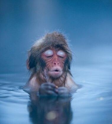 日本雪猴成精了泡温泉 表情无比享受