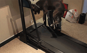 别在家了做宅男了 跟汪星人一起来锻炼吧