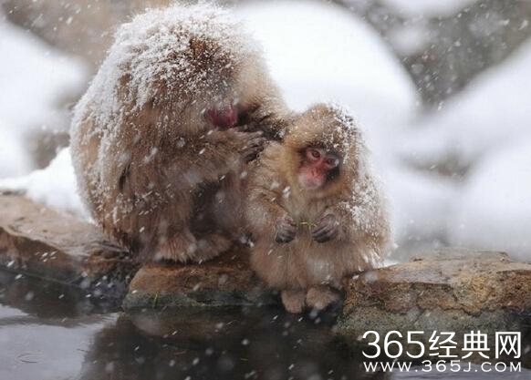 日本雪猴成精了泡温泉 表情无比享受