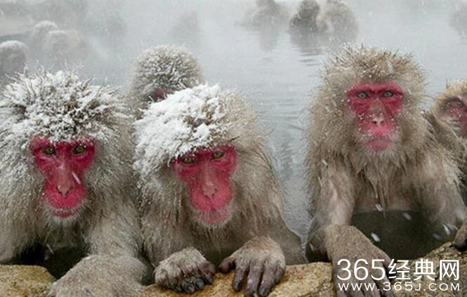 日本雪猴成精了泡温泉 表情无比享受