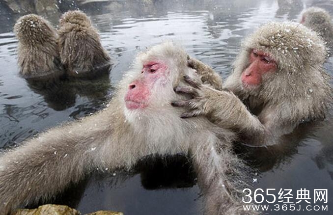 日本雪猴成精了泡温泉 表情无比享受