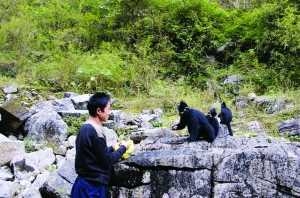 男子野猪夹下救猴子 4年后猴子带领全家看恩人(图)