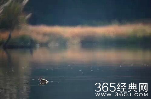 张小娴经典爱情语录，总有感动你的一句！