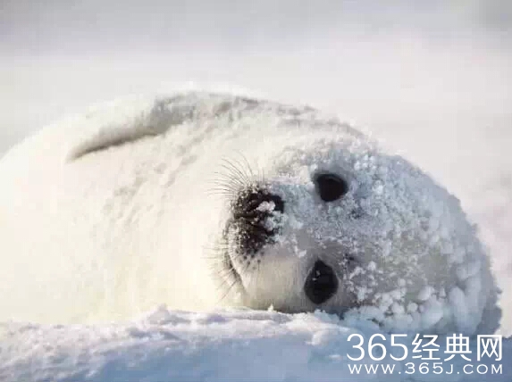 名人版HR年终总结