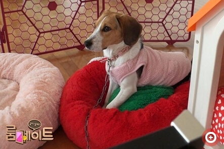 Roommate20150120期完整视频在线观看 _Shoo的可愛雙胞胎羅希-羅律萌爆了_365经典网