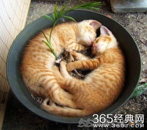 睡前搞笑说说大全