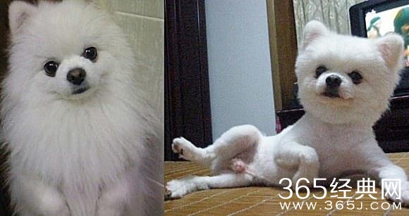 被剃毛后，简直生无可恋，还我毛来！