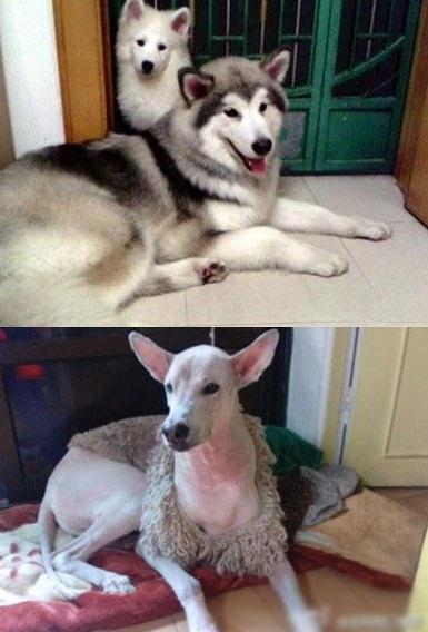 被剃毛后，简直生无可恋，还我毛来！