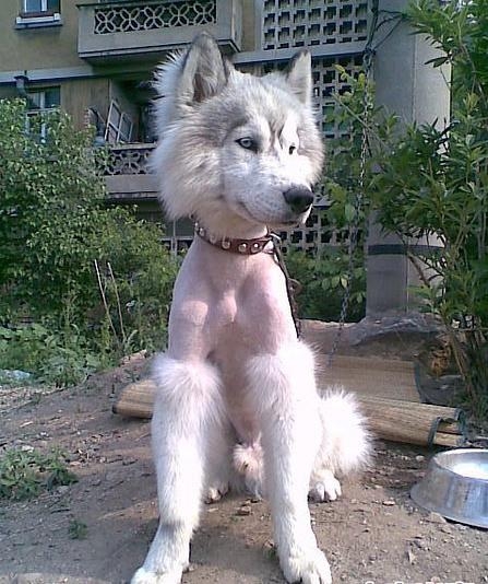 被剃毛后，简直生无可恋，还我毛来！