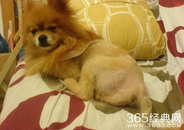 被剃毛后，简直生无可恋，还我毛来！