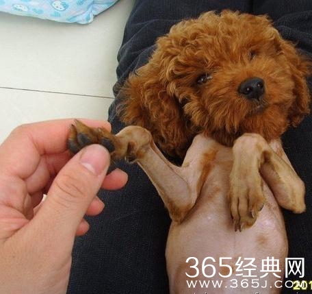 被剃毛后，简直生无可恋，还我毛来！