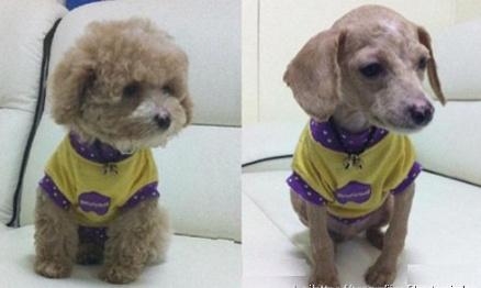 被剃毛后，简直生无可恋，还我毛来！