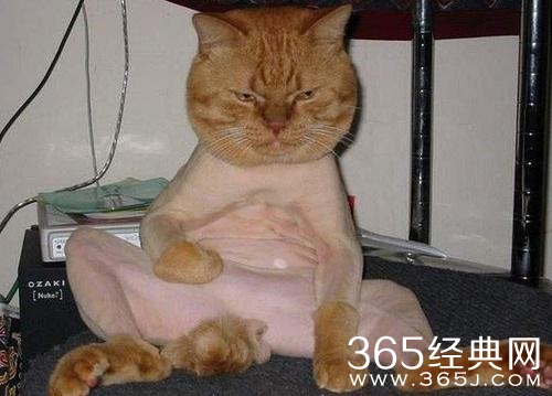 被剃毛后，简直生无可恋，还我毛来！