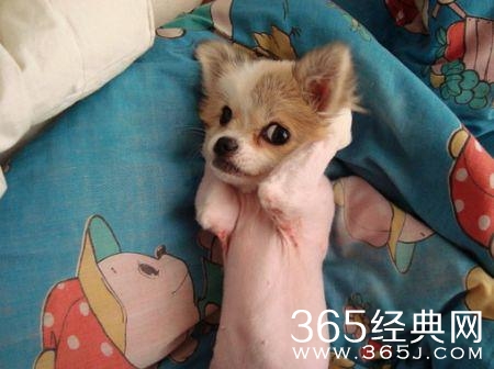 被剃毛后，简直生无可恋，还我毛来！