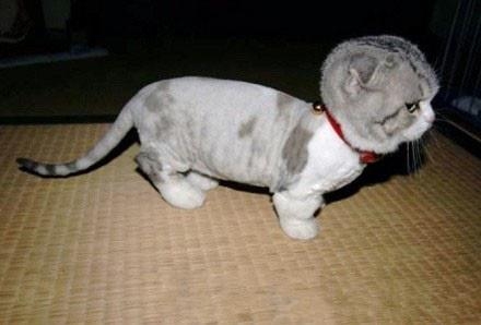 被剃毛后，简直生无可恋，还我毛来！