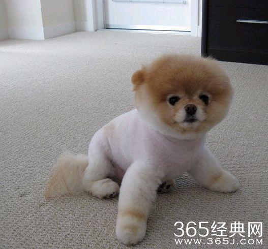 被剃毛后，简直生无可恋，还我毛来！