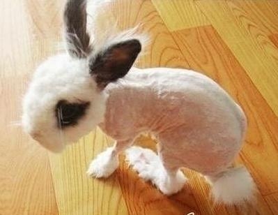 被剃毛后，简直生无可恋，还我毛来！