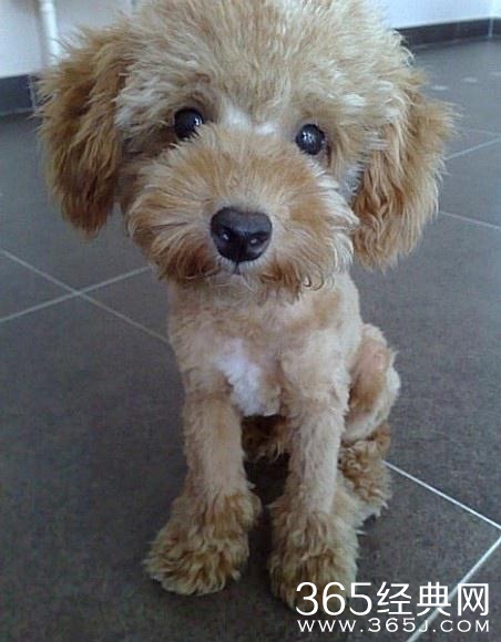 被剃毛后，简直生无可恋，还我毛来！