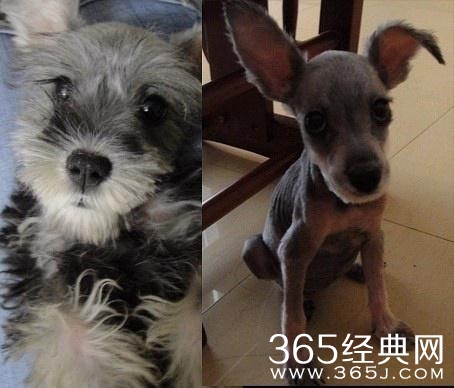 被剃毛后，简直生无可恋，还我毛来！