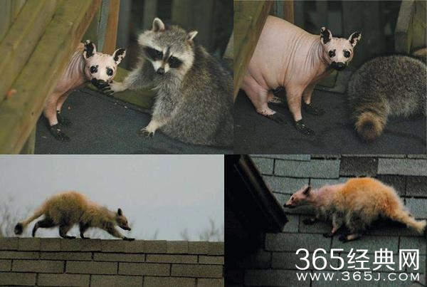 被剃毛后，简直生无可恋，还我毛来！