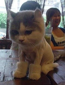 被剃毛后，简直生无可恋，还我毛来！