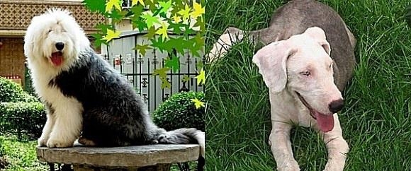 被剃毛后，简直生无可恋，还我毛来！