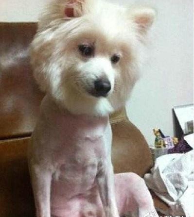 被剃毛后，简直生无可恋，还我毛来！