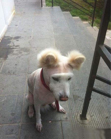 被剃毛后，简直生无可恋，还我毛来！