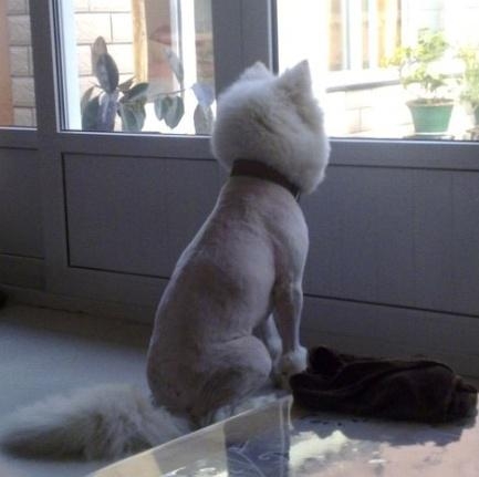 被剃毛后，简直生无可恋，还我毛来！