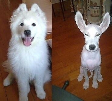 被剃毛后，简直生无可恋，还我毛来！