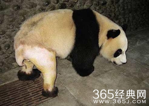 被剃毛后，简直生无可恋，还我毛来！