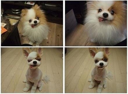 被剃毛后，简直生无可恋，还我毛来！