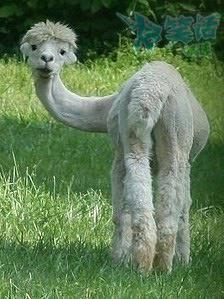 被剃毛后，简直生无可恋，还我毛来！