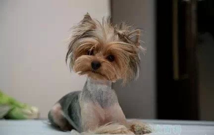 被剃毛后，简直生无可恋，还我毛来！