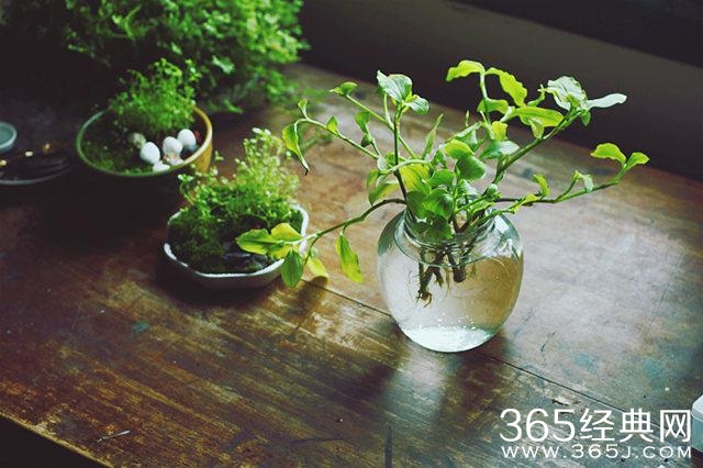 爱情语录：我们从来没有自己以为的那么深情