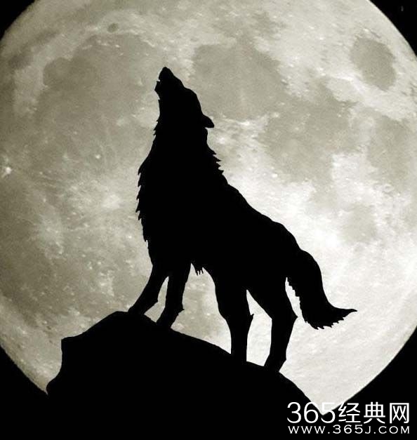 电影《狼图腾》上映时间预告