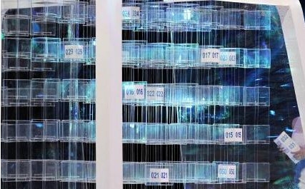 最强大脑副主席七阶幻立方副主席是谁 他的大脑能力是什么