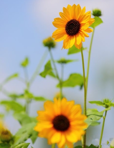 你若不哭,命运便笑图片