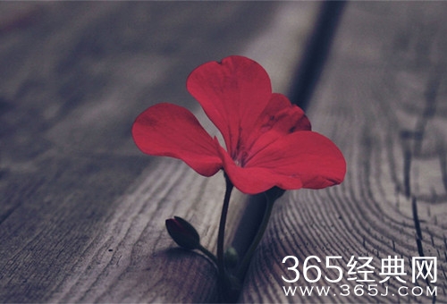 别放弃，这仍是一个拼能力的时代图片