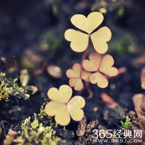 爱情语录：感情专一的人一定都是这样的