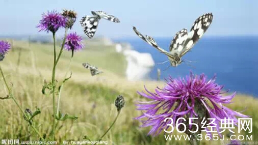 {心}你若盛开，蝴蝶自来。