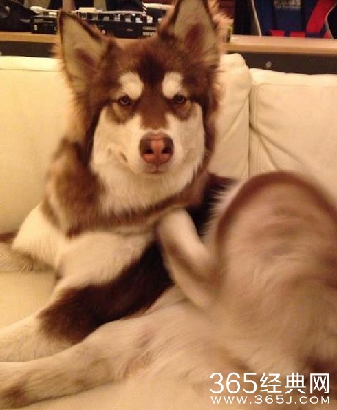 “王可可是个碧池”走红