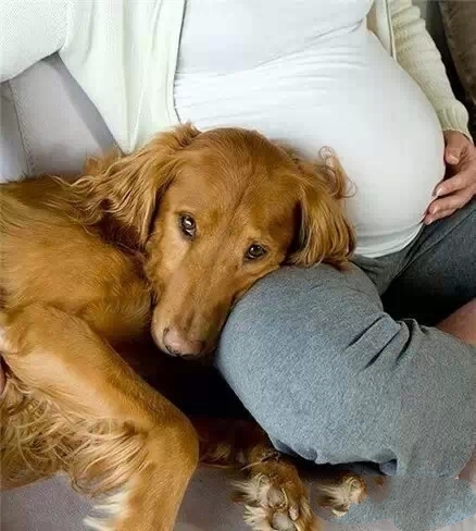 麻麻，怀孕了也不要丢掉我好吗？