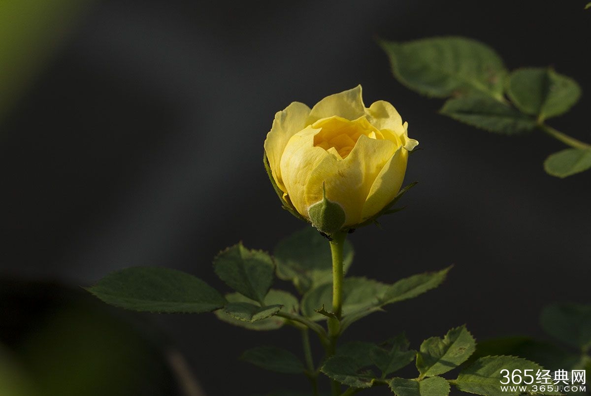 刘同：纵有疾风来，人生不言弃图片