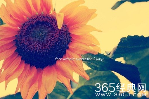 那年向日葵花开放