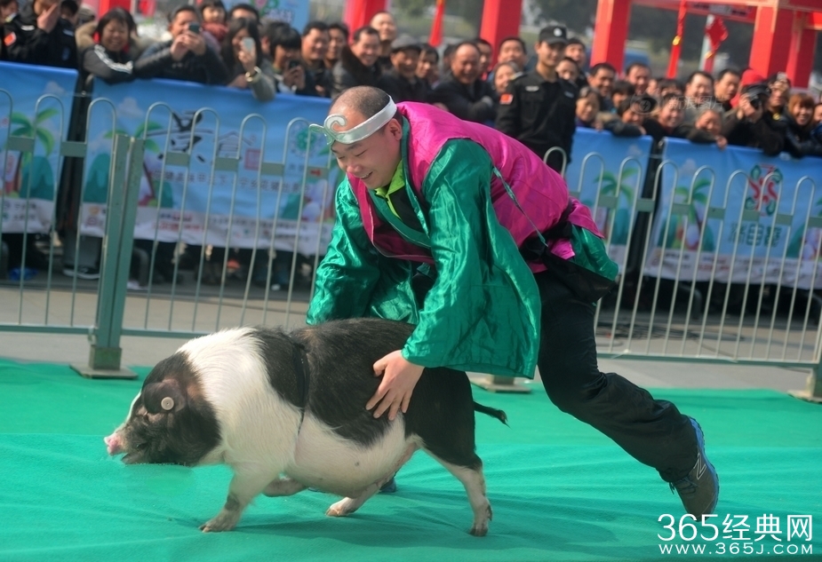长沙举行冰面抱花猪赛跑 唐僧三人齐聚与美女抱猪亲吻
