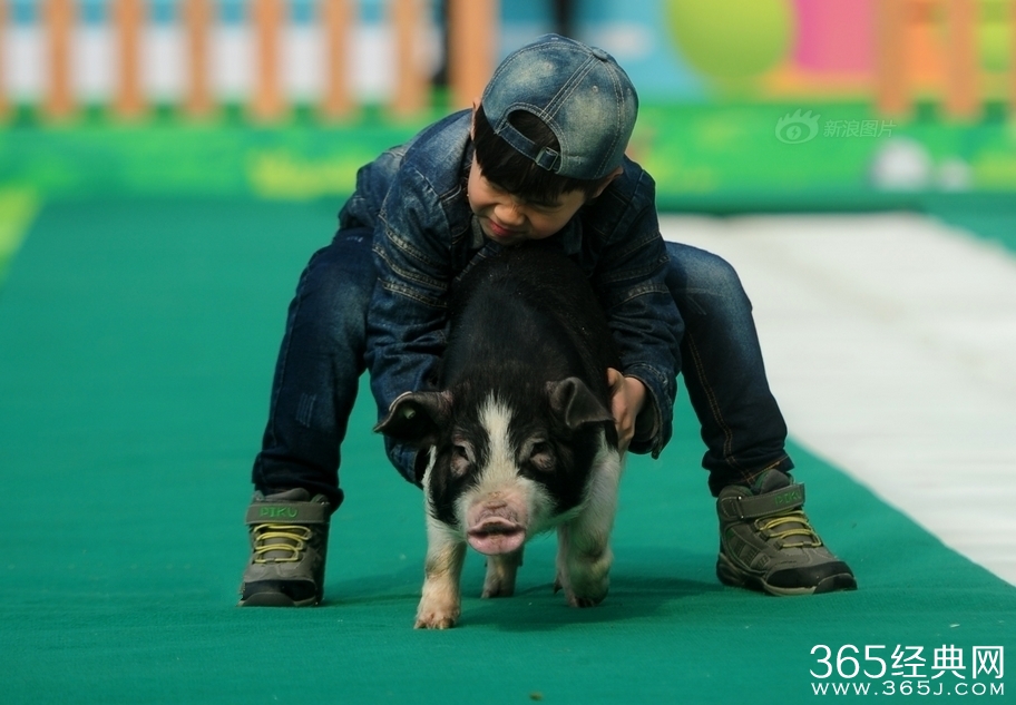 长沙举行冰面抱花猪赛跑 唐僧三人齐聚与美女抱猪亲吻