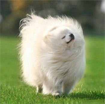 女生洗头三十六计