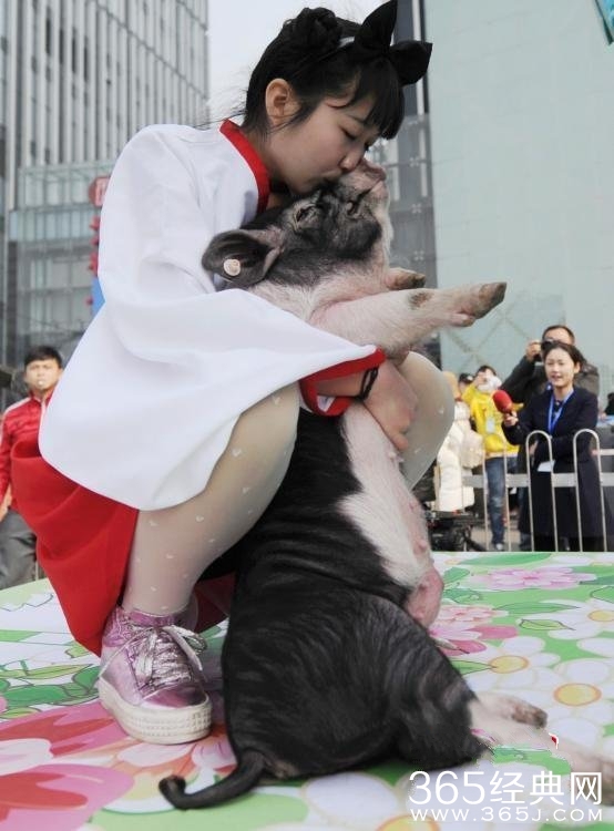 长沙举行冰面抱花猪赛跑 唐僧三人齐聚与美女抱猪亲吻