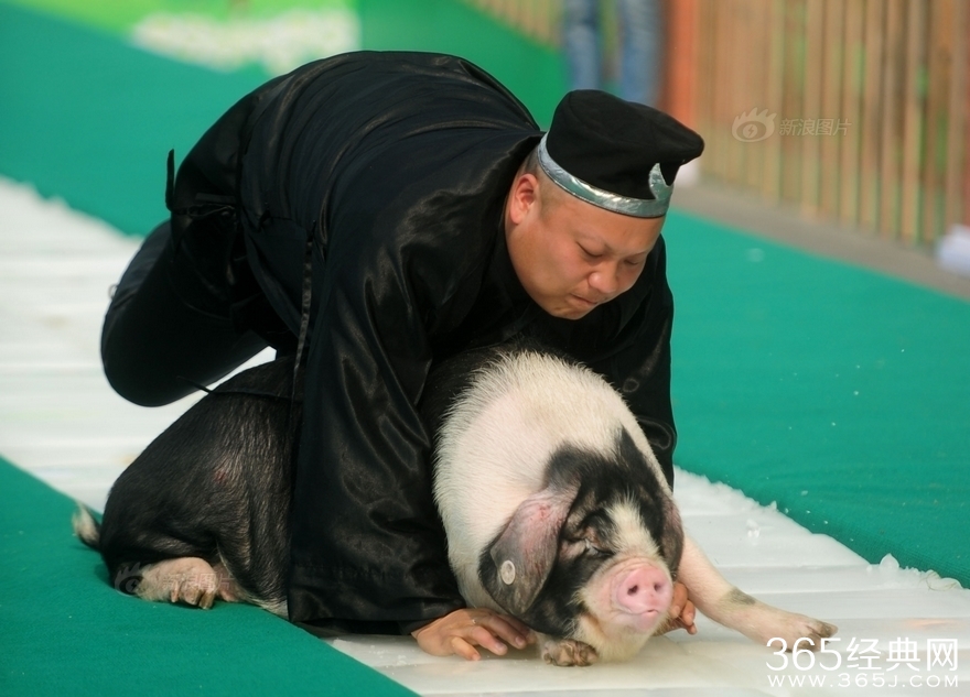 长沙举行冰面抱花猪赛跑 唐僧三人齐聚与美女抱猪亲吻